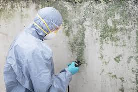 Why You Should Choose Our Mold Remediation Services in Montrose, MI